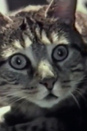 Cat Listening to Music