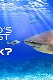 World's Biggest Bull Shark