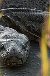 Queen of the Pythons
