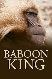 Baboon King