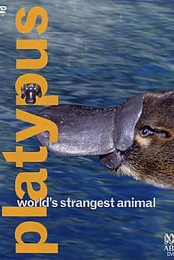 Platypus: World's Strangest Animal