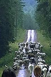 Way of Nature