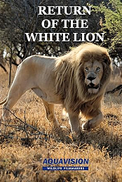 Return of the White Lion