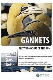 Gannets: The Wrong Side of the Run