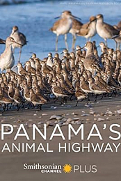 Panama's Animal Highway