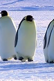 Snow Chick: A Penguin's Tale