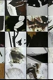 Mothlight