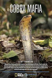 Cobra.Mafia.2015.1080p.WEBRip.x265-RARBG