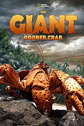 The Giant Robber Crab