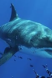 Most Wanted Sharks