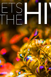 Secrets of the Hive