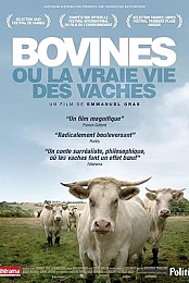 A Cow's Life