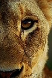 Malika the Lion Queen