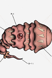 Classification systematique du vivant extraterrestre