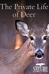 The Private Life of Deer