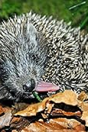 Year of the Hedgehog