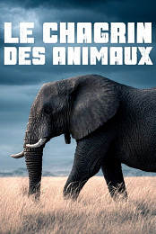 Le Chagrin Des Animaux: Mythe OU Realite ?