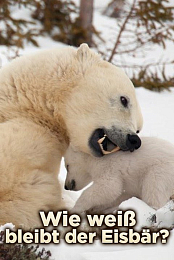Les metamorphoses de l'ours polaire