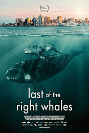 Saving The Right Whale 2021 720p WEB h264-HONOR
