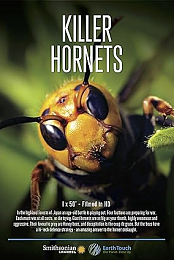 Killer Hornets