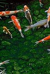 Dream Window: Reflections on the Japanese Garden