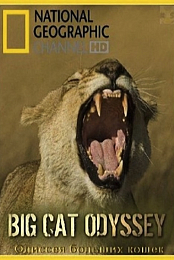 Big Cat Odyssey