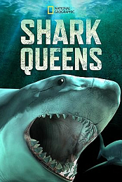 Shark Queens