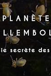 Planete collemboles: la vie secrete des sols