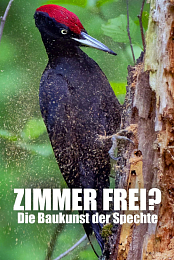 Zimmer frei? Die Baukunst der Spechte
