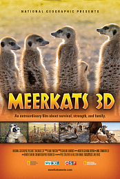 Meerkats