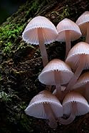 Fungi: The Web of Life