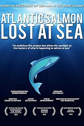 Atlantic Salmon: Lost at Sea