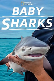 Baby Sharks