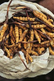 Yarsagumbu, l'or de l'Himalaya