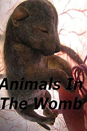 Animals in the Womb