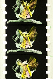 A Butterfly's Changes