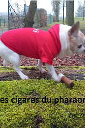 Les cigares du pharaon
