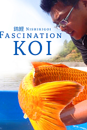 Nishikigoi - Fascination Koi