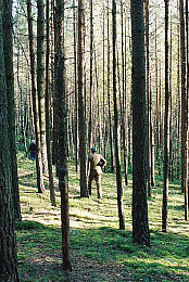 Katyn Forest