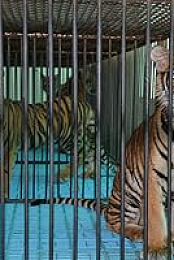 The.Tiger.Mafia.2016.WEB.h264-DOCiLE