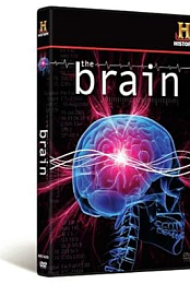 The Brain