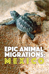 Epic Animal Migrations: Mexico