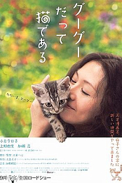 Gou Gou, the Cat