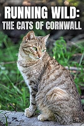 Running Wild: The Cats of Cornwall