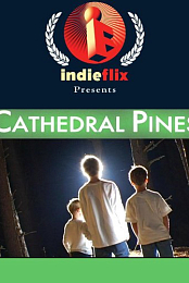 Cathedral Pines