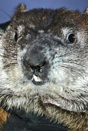 A Groundhog Day Story