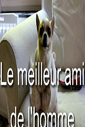 Le meilleur ami de l'homme