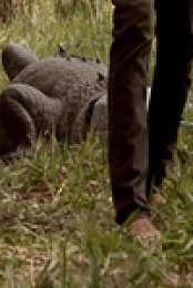 Monster Croc Wrangler Compilations S04E01 480p x264-mSD EZTV