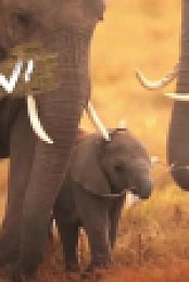 Wild Child S04E12 XviD-AFG EZTV