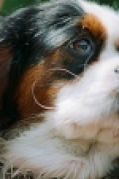 The Pack S01E03 1080p WEB h264-KOGi EZTV